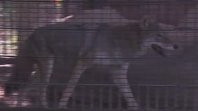 Activists call for Rocky the coyote to be moved to sanctuary in Colorado