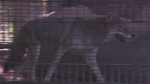 Activists call for Rocky the coyote to be moved to sanctuary in Colorado