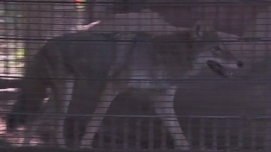 Activists call for Rocky the coyote to be moved to sanctuary in Colorado