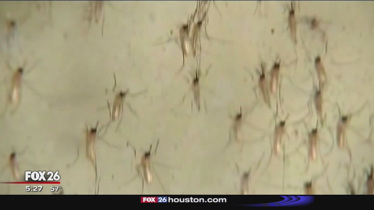EPA approves lab-grown 'killer' mosquitoes to help fight disease