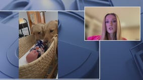 New book helps soon-to-be parents prepare pets for baby