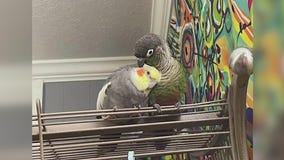 Chicago residents work together to find missing bird
