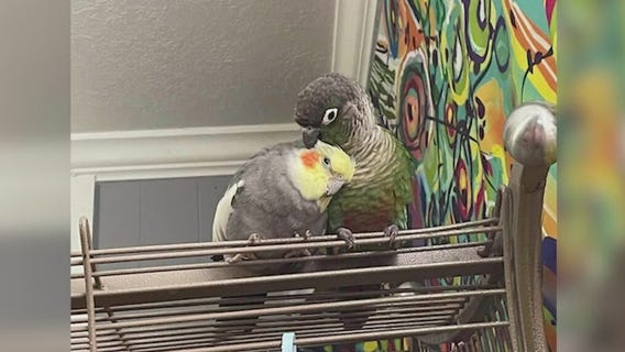 Chicago residents work together to find missing bird