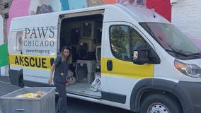 PAWS Chicago headed to Florida to bring homeless pets to Windy City