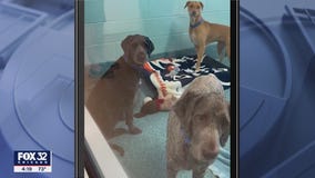 Dogs, cats rescued from Hurricane Ian arriving in Chicago