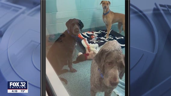 Dogs, cats rescued from Hurricane Ian arriving in Chicago