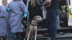 PAWS Chicago receives dogs, cats rescued from Hurricane Ian