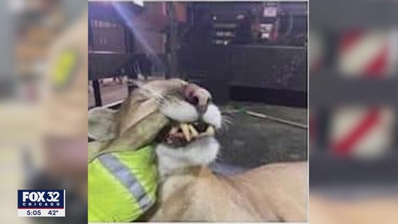 Mountain lion hit and killed by car in I-88