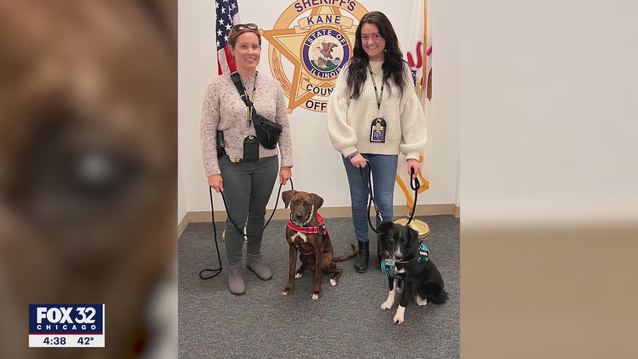 Kane County Sheriff's Office welcomes new therapy dogs