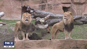 Brookfield Zoo celebrates 100th anniversary