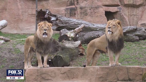 Brookfield Zoo celebrates 100th anniversary