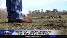 Two horses shot to death in Liberty County