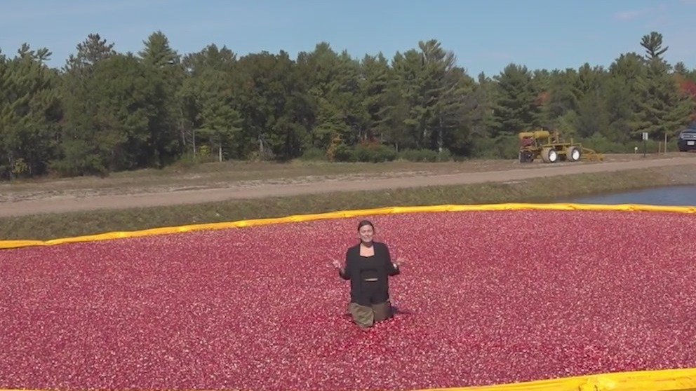Despite inflation, cranberries are cheaper than last year