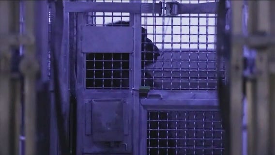 Lincoln Park Zoo assists in relocating chimps left behind in LA