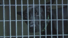 PAWS of Tinley Park declares 'animal crisis'