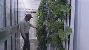 Suburban tiny farm brings fresh foods to impoverished communities