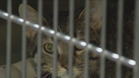 With shelters full and adoption rates down, many animals are being left behind this holiday season