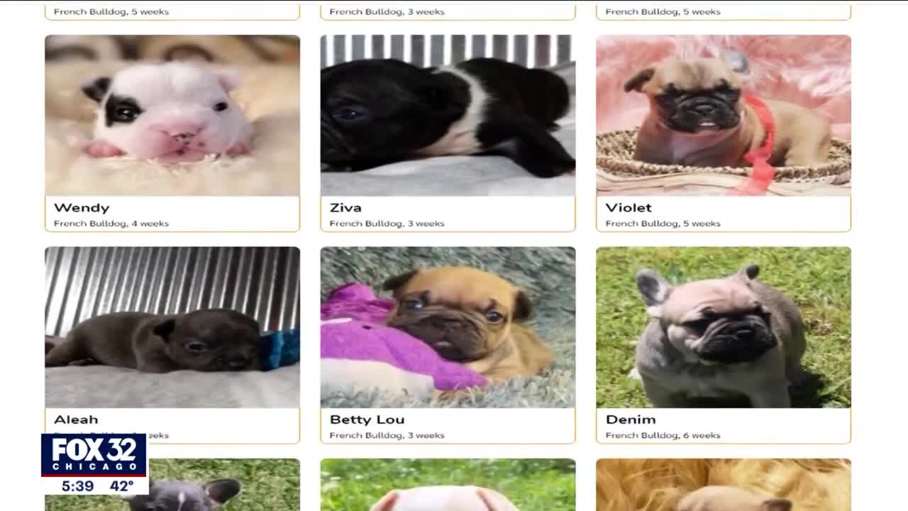 BBB warns: How to protect yourself from puppy selling scams