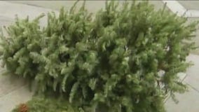 How to recycle your Christmas tree