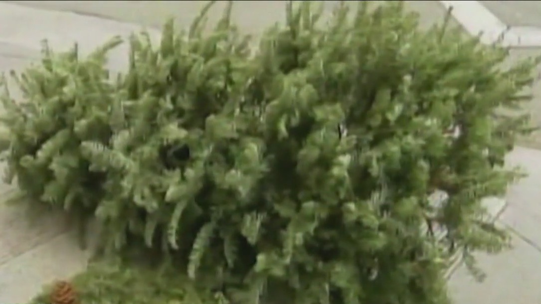 How to recycle your Christmas tree