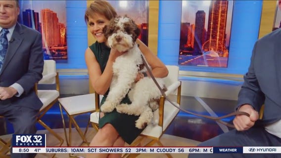 'The Great American Dog Show' returns to Chicago area this weekend