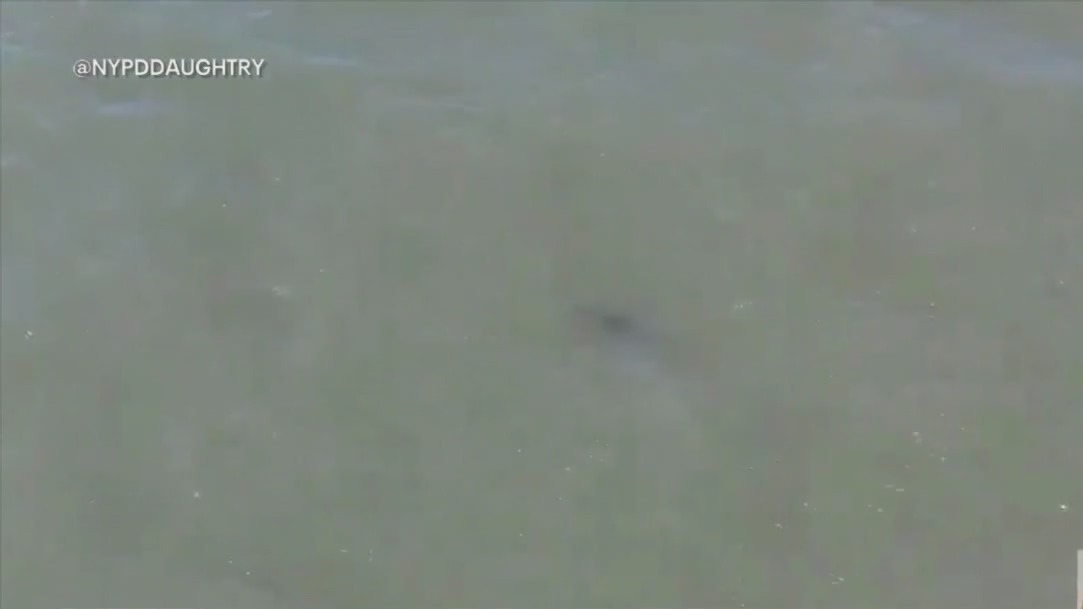 Shark spotted at Rockaway Beach