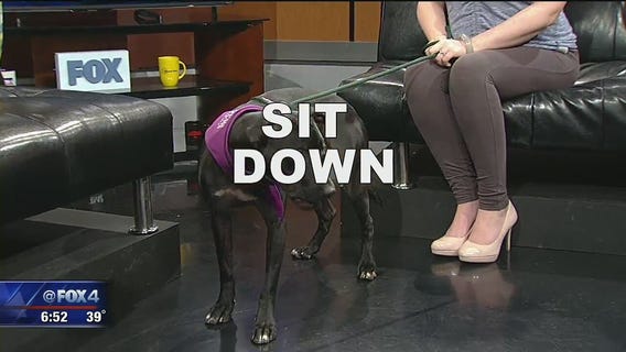 Tell It to Tim: Impeachment, political candidates and dog commands