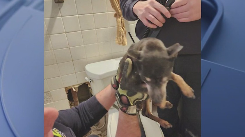 Oak Park firefighters rescue dog stuck in wall