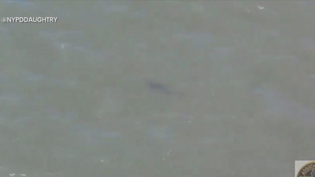 Shark sighting at Rockaway Beach