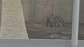 Coyote rescued from Waukegan water treatment plant pit