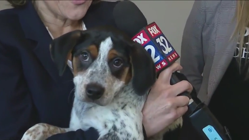 Displaced dogs and puppies from Texas looking for their forever homes in Chicago