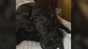 Dog owner speaks out after man fatally shoots one dog, injures another