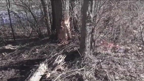 5 teenage girls fighting for their lives after high speed crash in Kane County