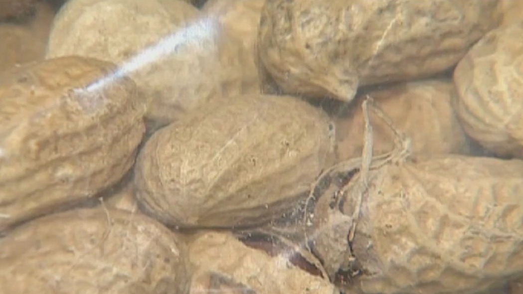 New research could end peanut allergies