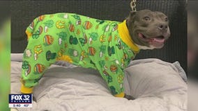 Heartland Shelter in Wheeling hosting slumber 'pawty'