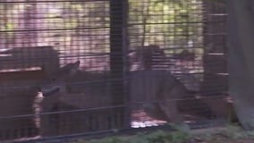 Coyote getting new enclosure after complaints from animal advocates