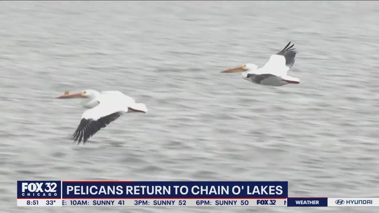 Pelicans have made their annual pilgrimage to the Chain Of Lakes