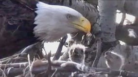 5 eaglets hatch in Will County nests