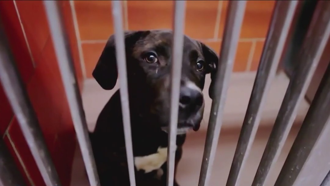 PAWS Chicago credited with 91% decline in killing of homeless pets