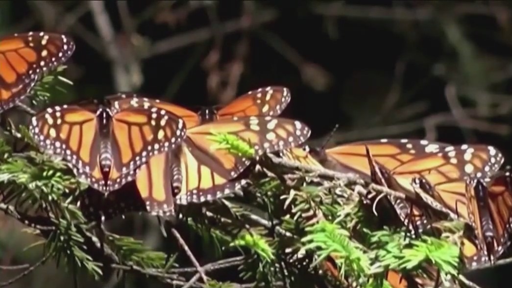 Monarch butterfly presence in Mexican forest declines by 22 percent
