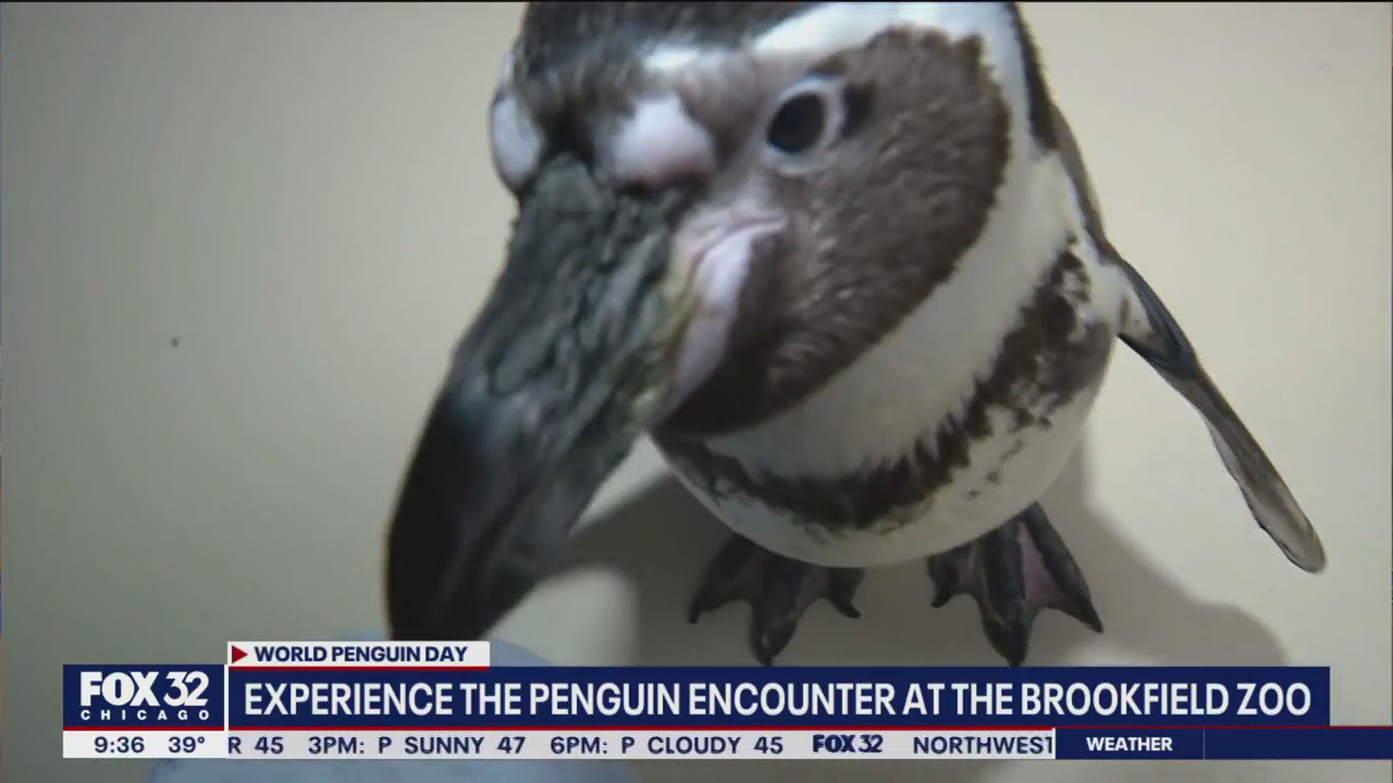 You too can have a close encounter with a penguin