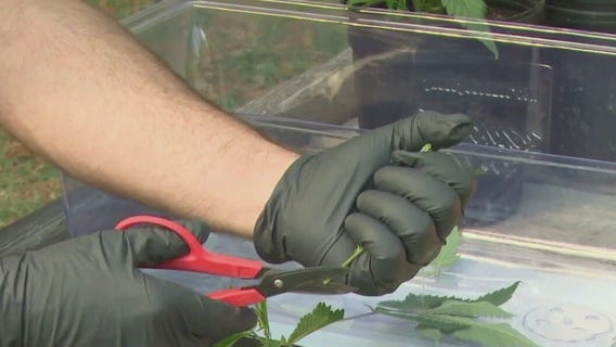 Joliet Junior College & Green Flower offer online cannabis courses