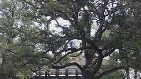 300-year-old bur oak tree scheduled to come down on Monday