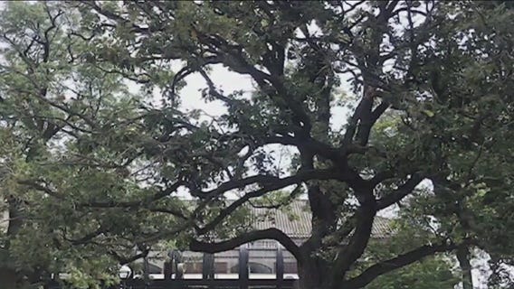 300-year-old bur oak tree scheduled to come down on Monday
