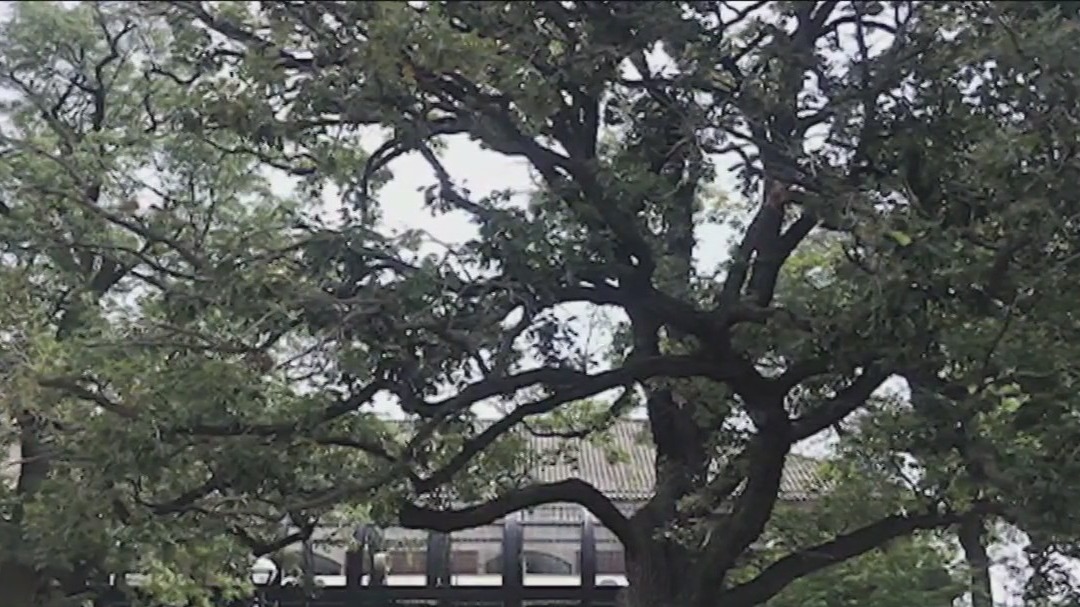300-year-old bur oak tree scheduled to come down on Monday