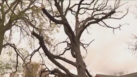 Weather delays removal of tree older than Chicago