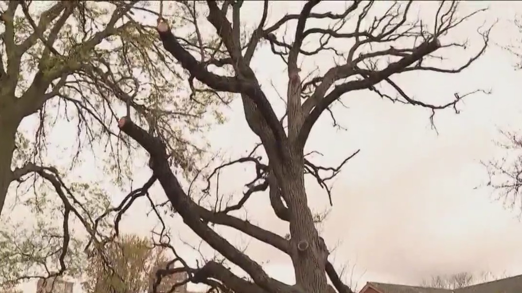 Weather delays removal of tree older than Chicago
