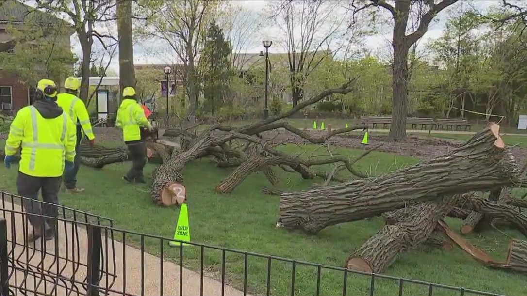Crews cut down Lincoln Park tree that is older than the city of Chicago