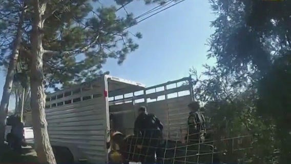 Bodycam video shows cow's capture: "This doesn't happen every day"