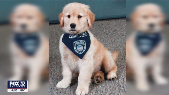 Mundelein Police Department introduces comfort dog 'Millie'